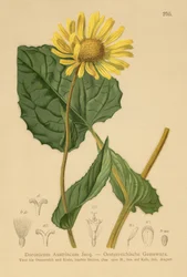 Doronicum austriaco